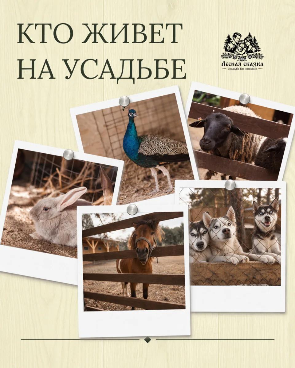 В Белове, на усадьбе «Лесная сказка», живет целая компания. Здесь страус эму и павлин, ...