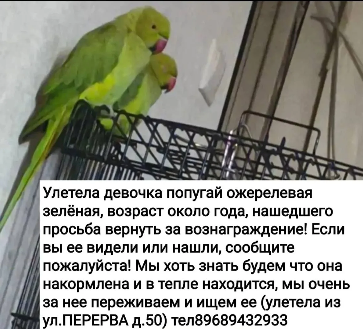 🦜Соседка просит помочь найти попугая. Это девочка. Улетела в воскресенье, 11 октября. ...