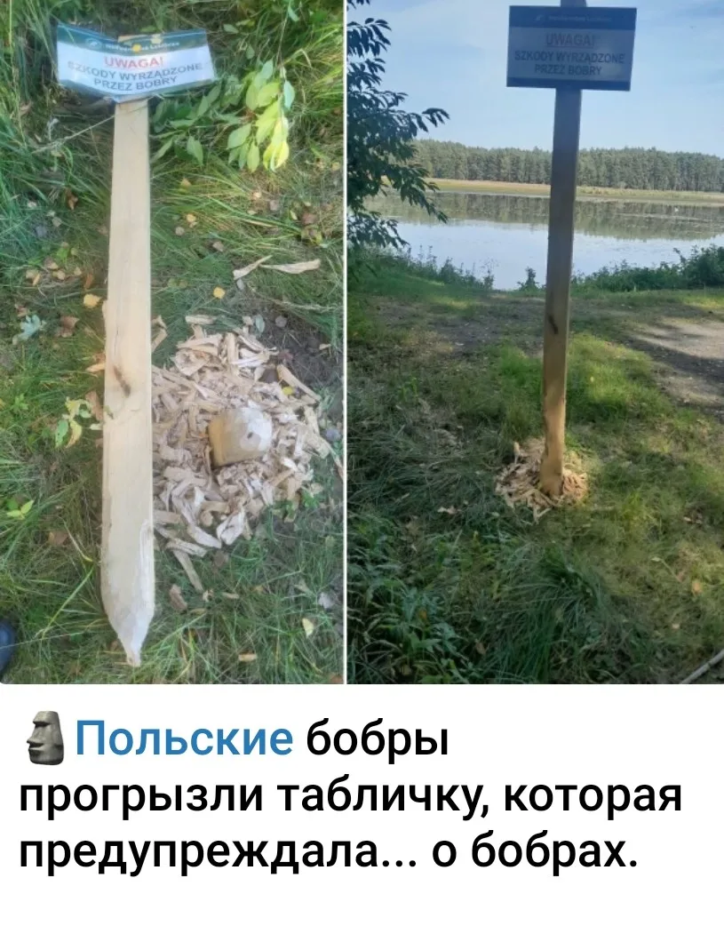 Бобр..... (продолжи в каментах)