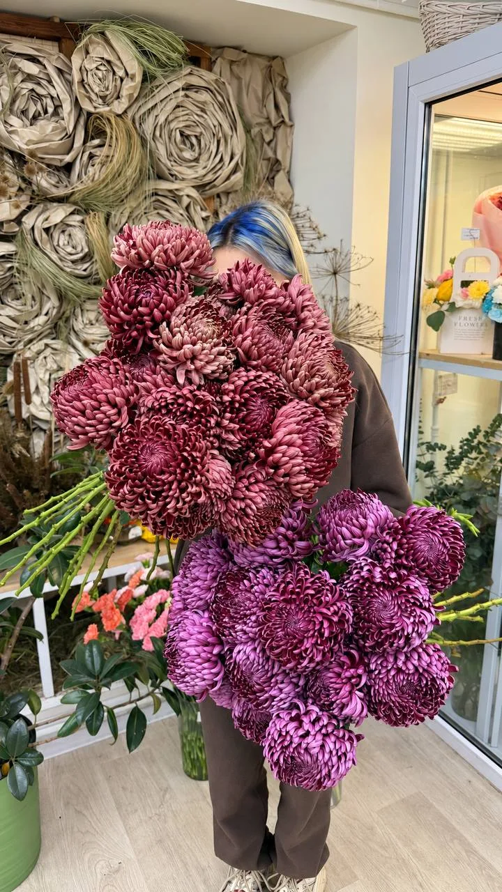 Хризантемы Бигуди в наличии 💜