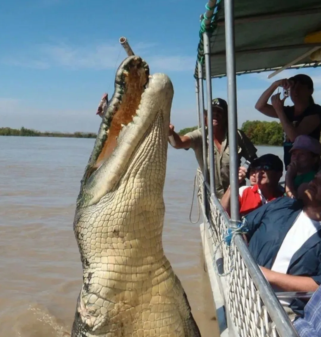 По просьбе подписчиков я расскажу о... гребнистых крокодилах! 🐊