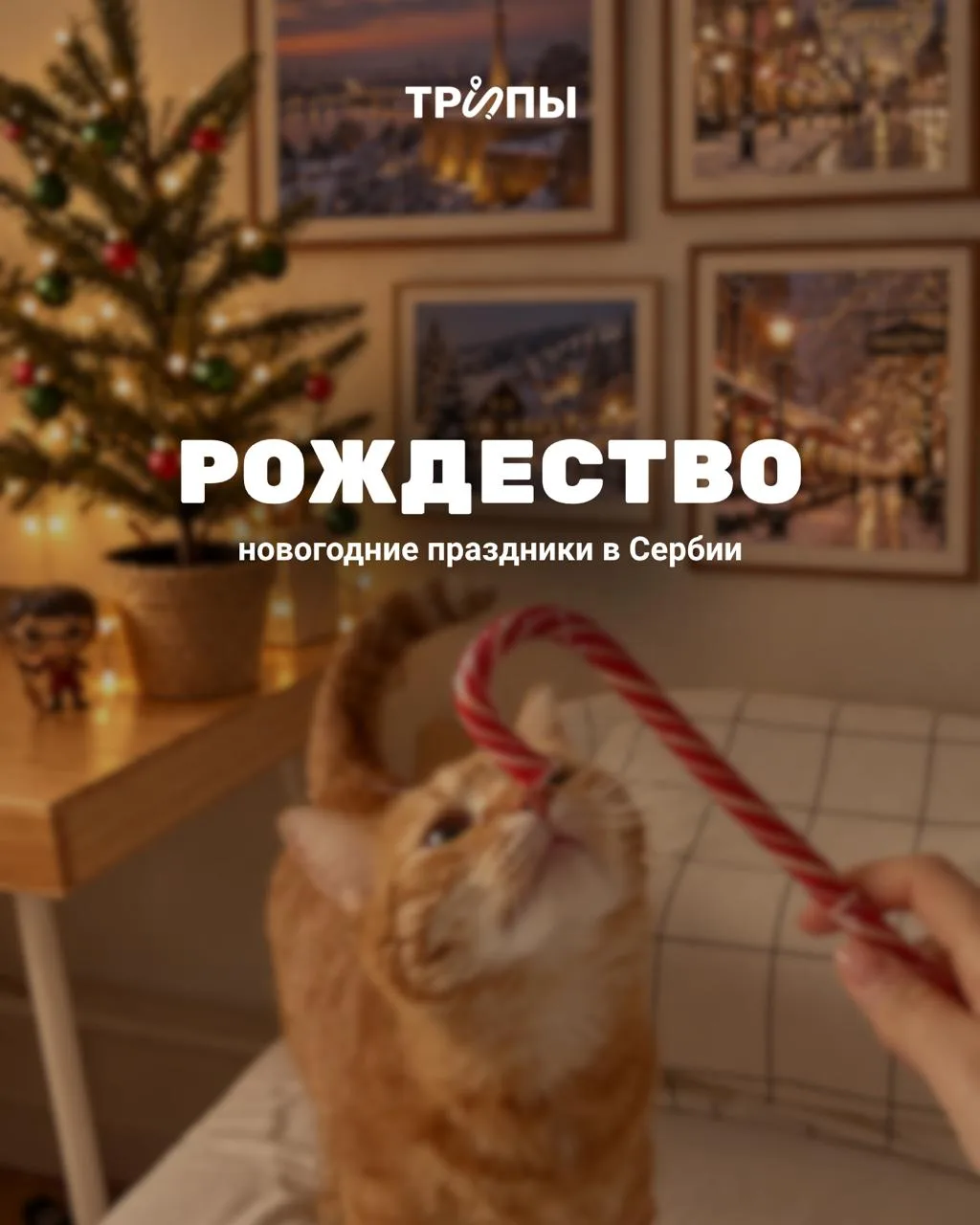 🎄 Поедешь с нами в Сербию на новогодних?
