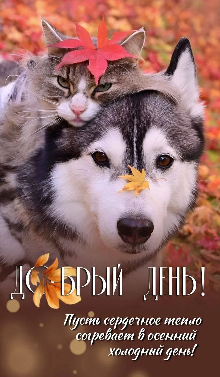 Женские открытки💝