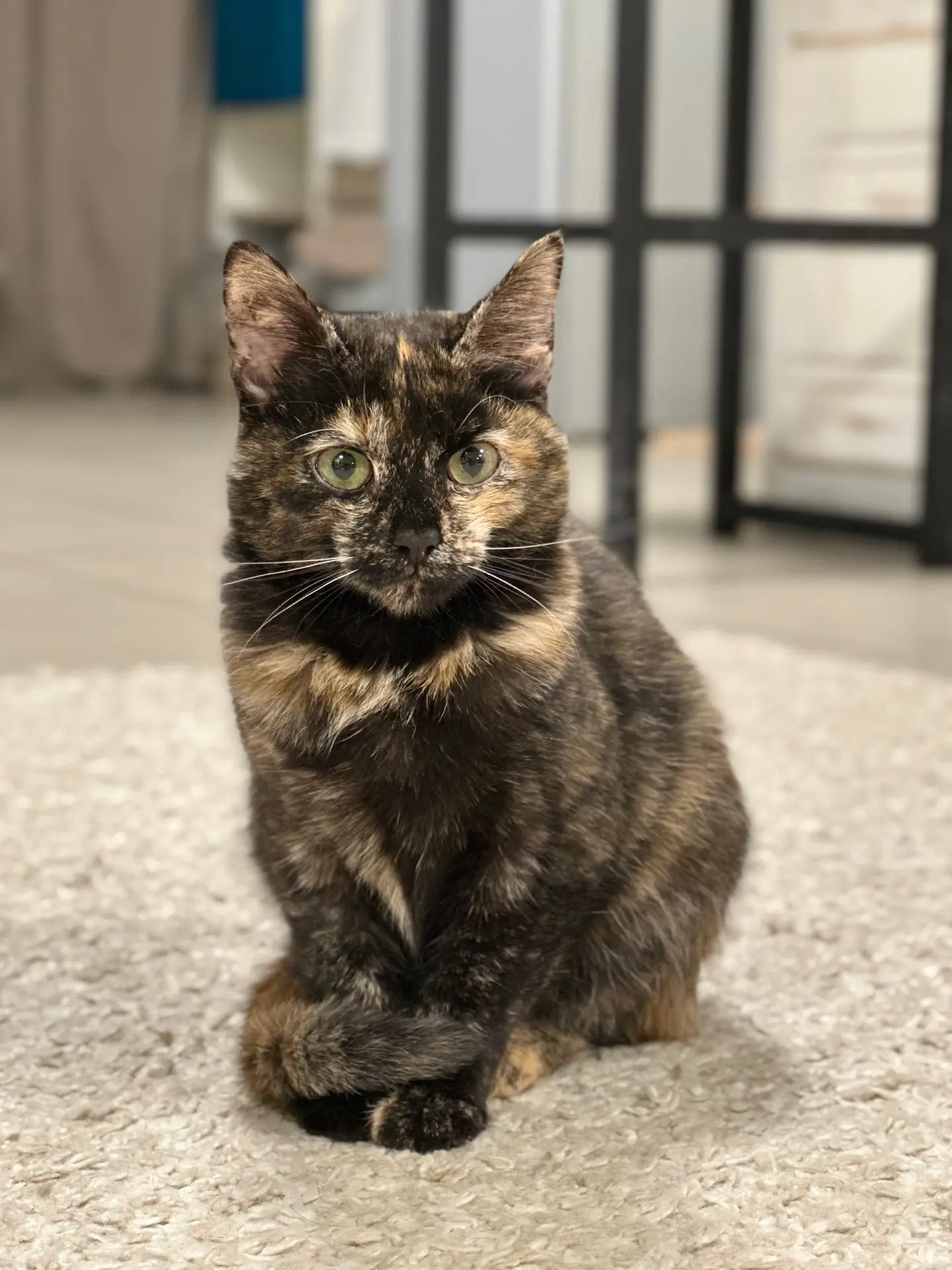 Знакомьтесь – Ириска! 😻🍬