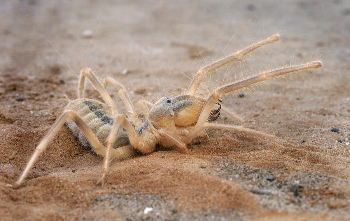 Фаланги относятся к отдельному отряду паукообразных — Solifugae. У них огромные мощные ...