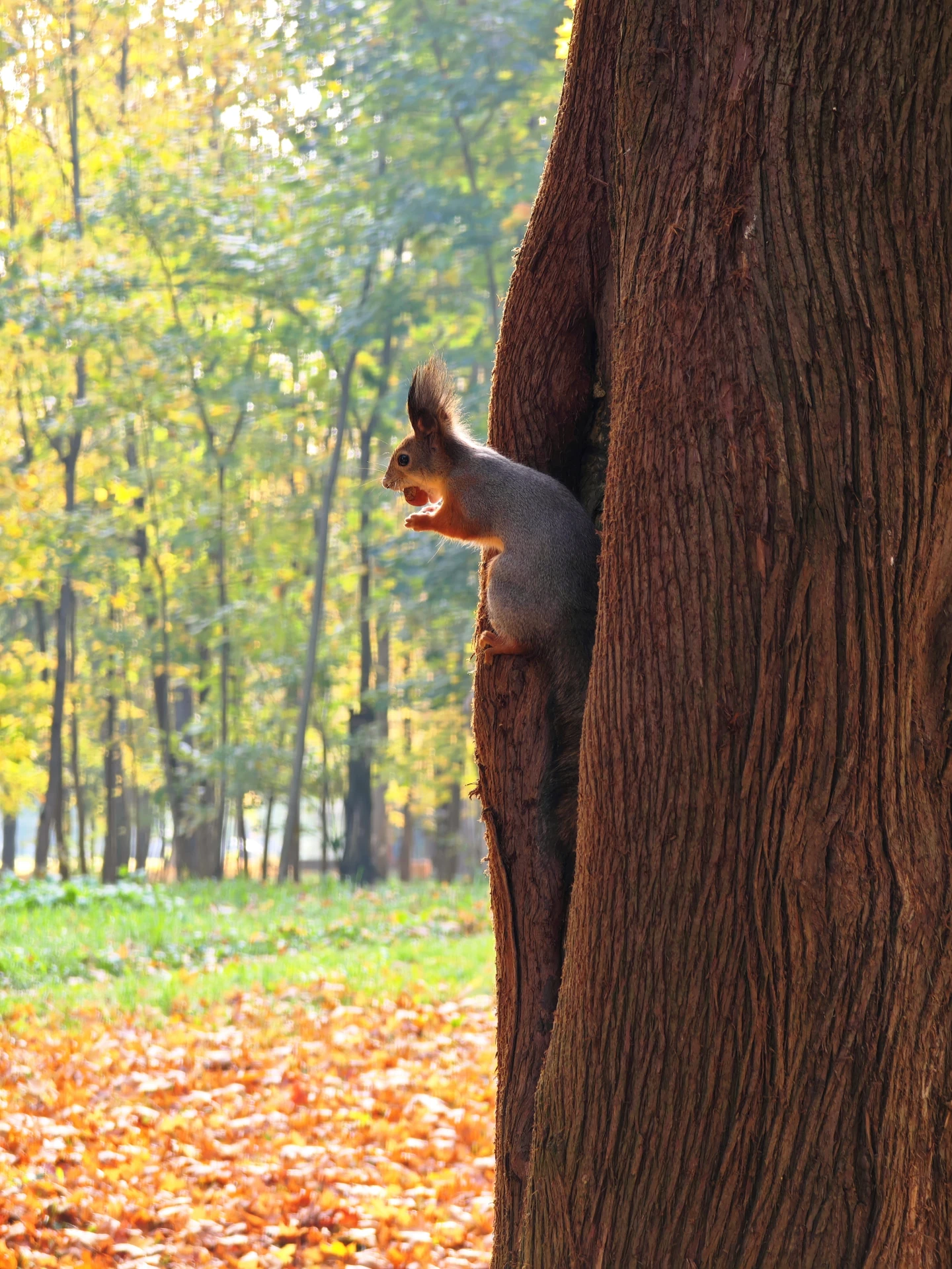 Хрум-хрум с видом на осень 🐿️
