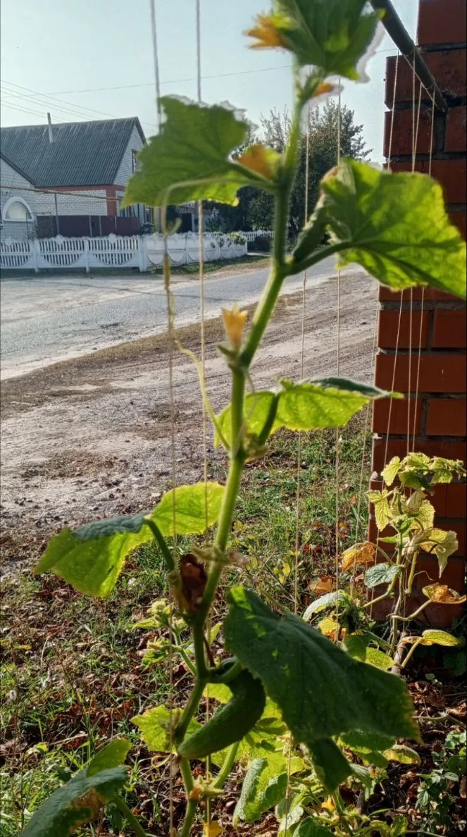 Огурцы😁закалённые 🥒🥒🥒