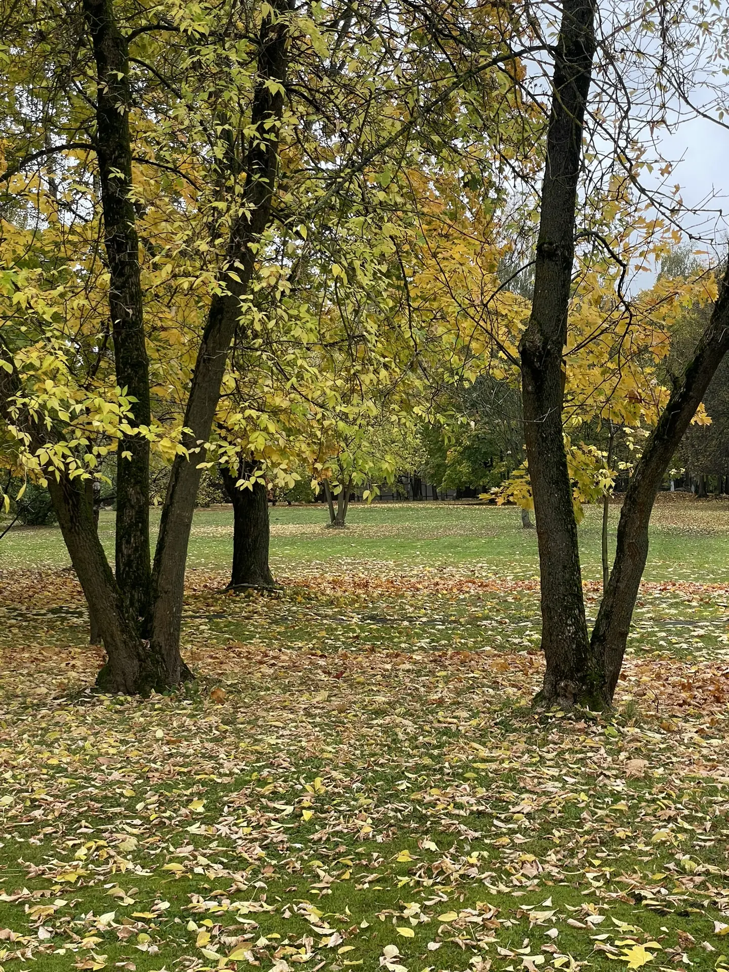 Осень 🍂