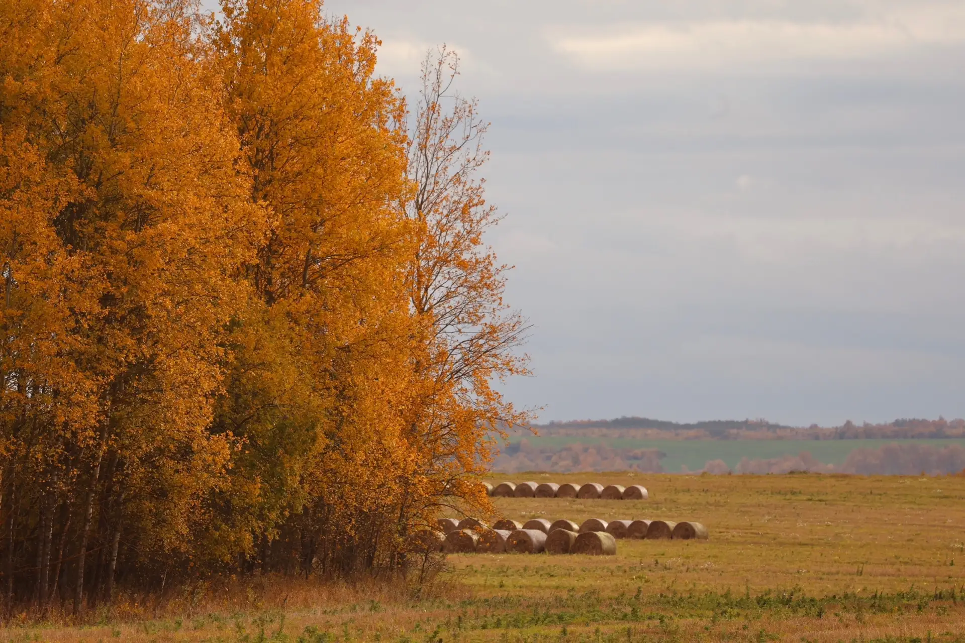 🌾🍂 Труды аграриев в осенних красках