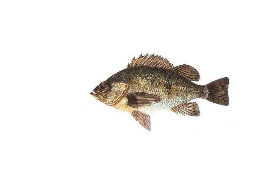 🐟 Морской окунь невооруженный