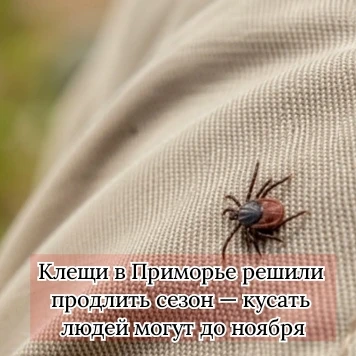 Несмотря на октябрь, клещи в Приморье всё ещё активны и пока не собираются уходить в сп...