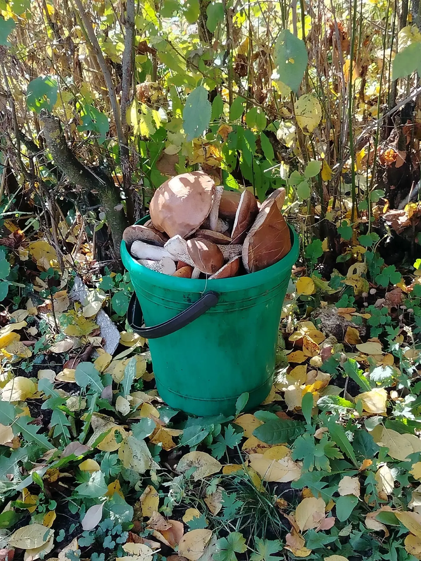 🍄 Жители Долгоруковского округа делятся фотографиями с «тихой охоты».