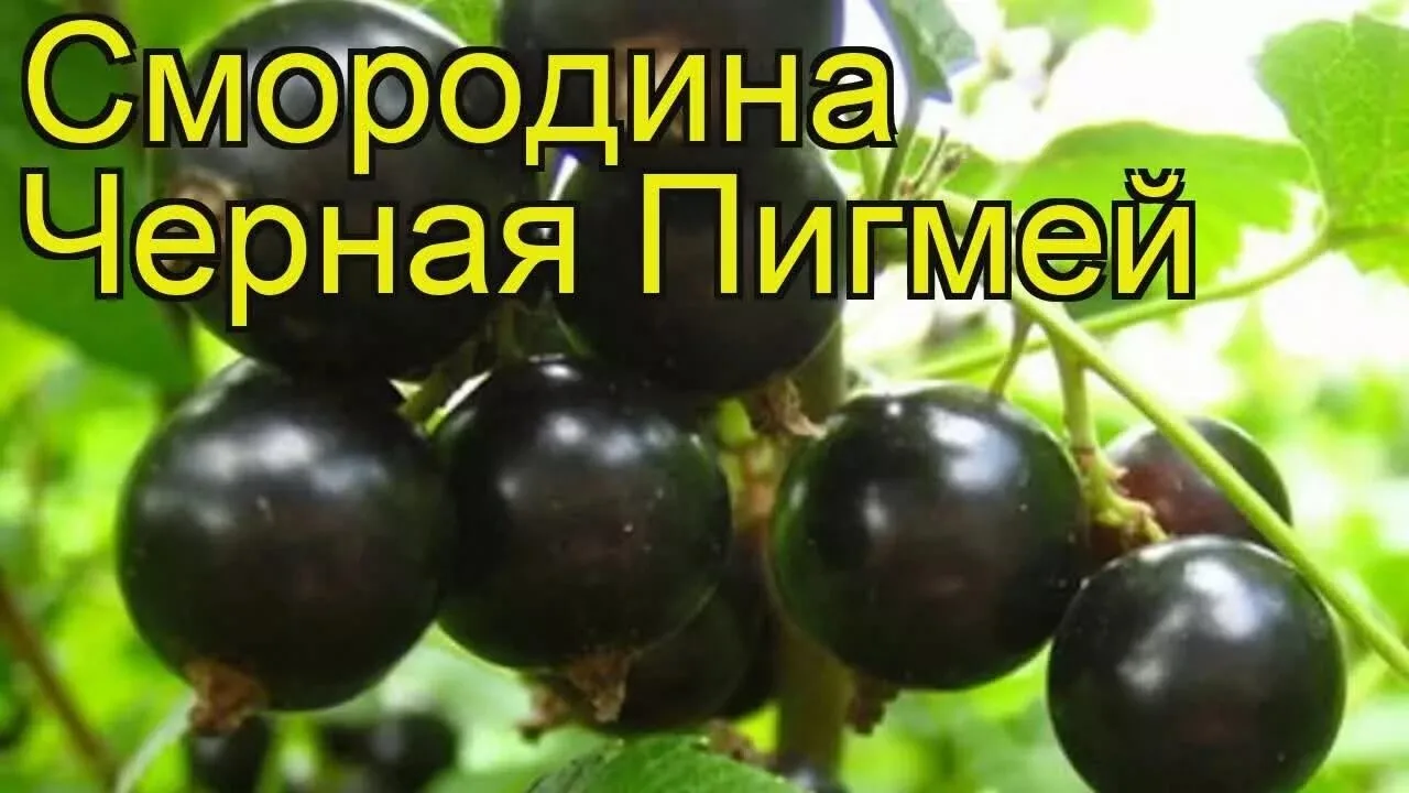 СМОРОДИНА ЧЕРНАЯ "ПИГМЕЙ"