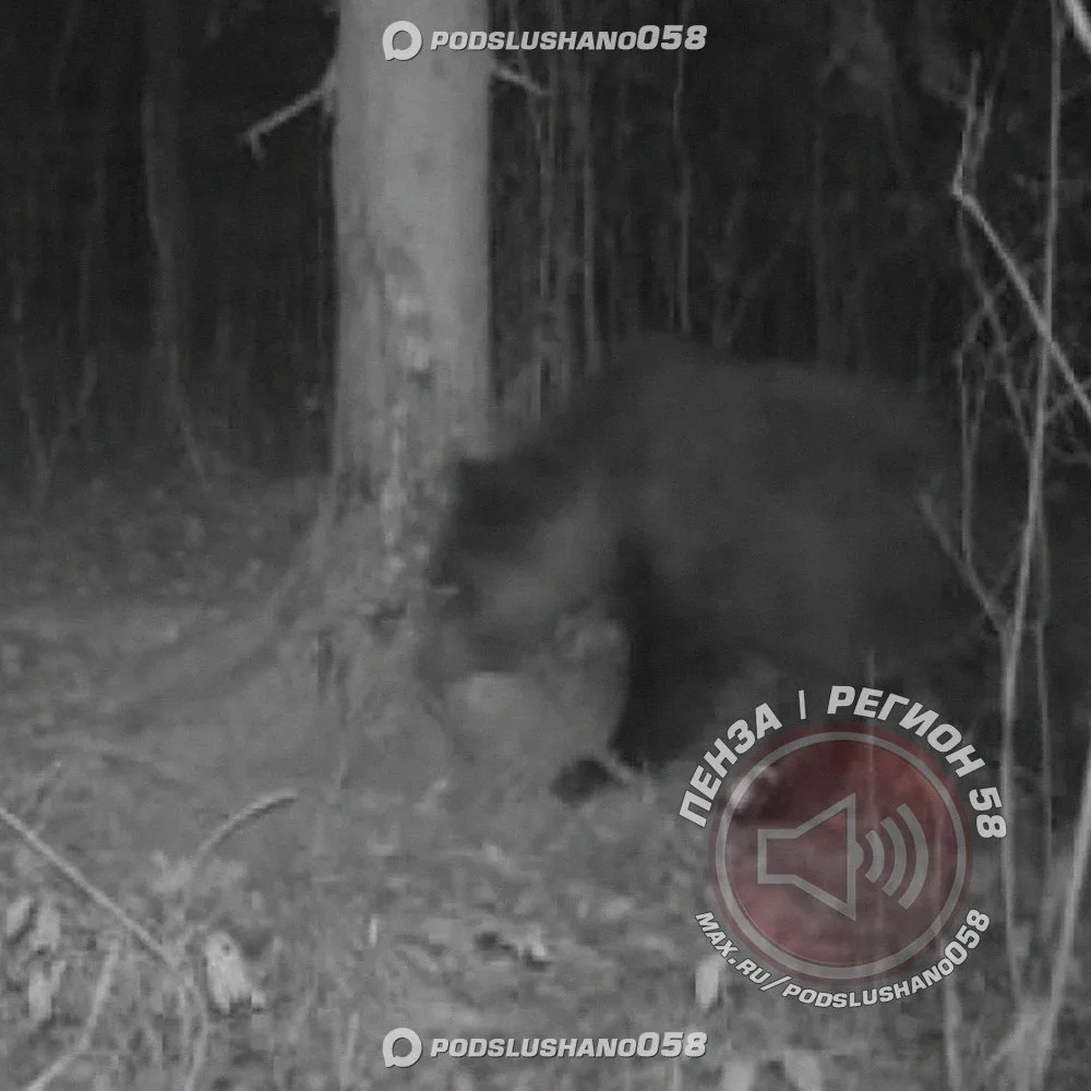 Медведь замечен в Нижнеломовском районе