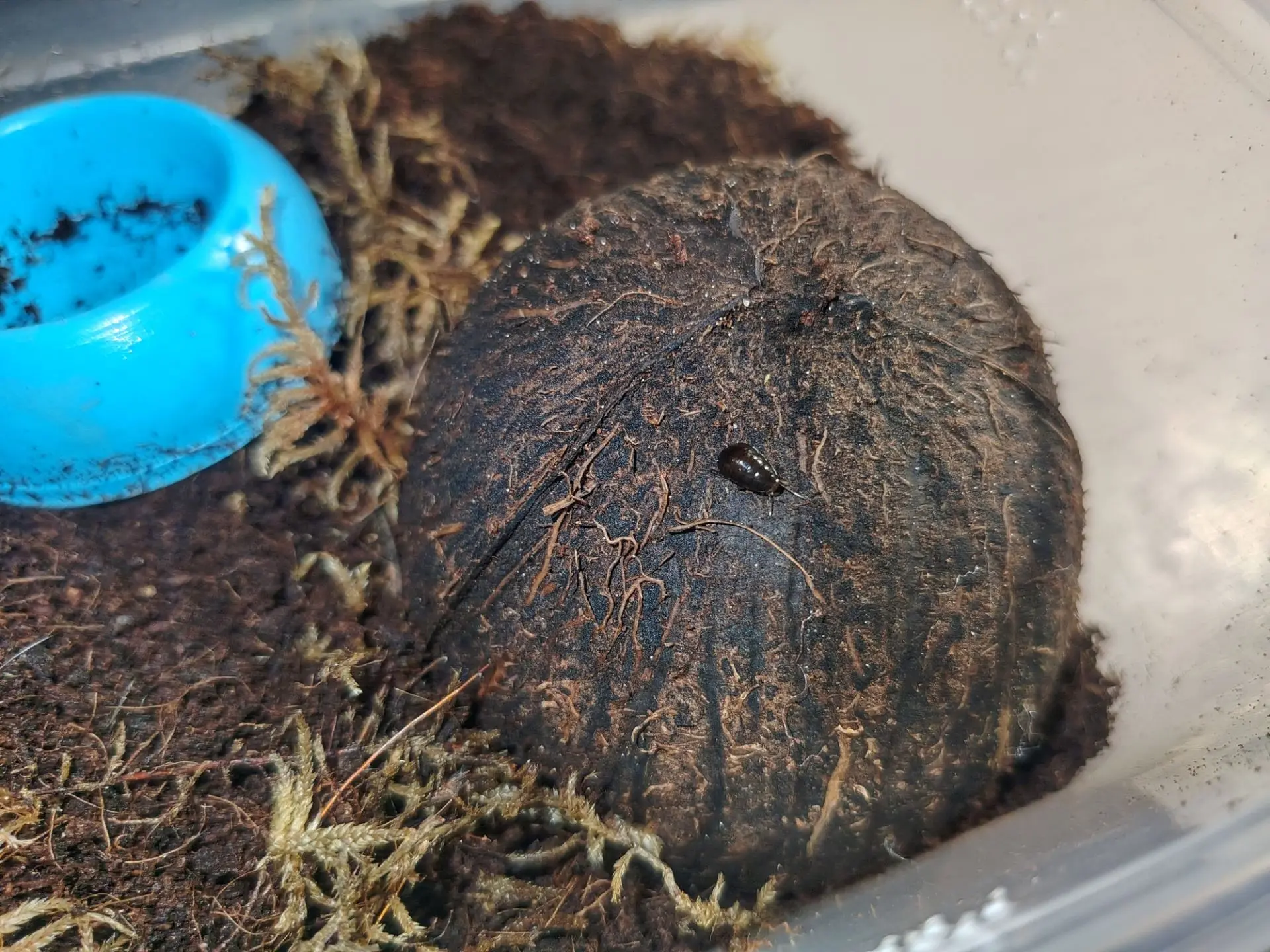 Вчера появились личинки у моих Lucihormetica verrucosa.
