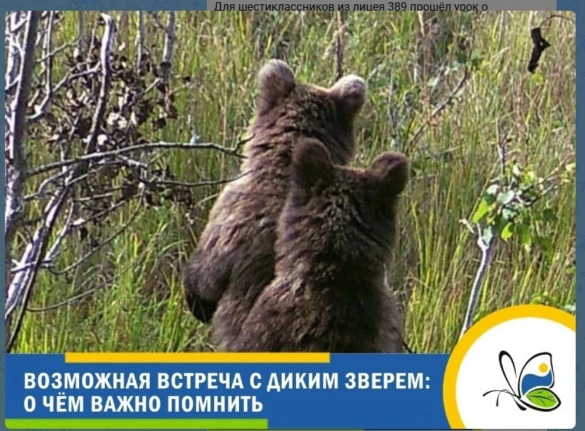 🐻 Медведи Ленобласти готовятся к зиме: будьте осторожны в лесу!