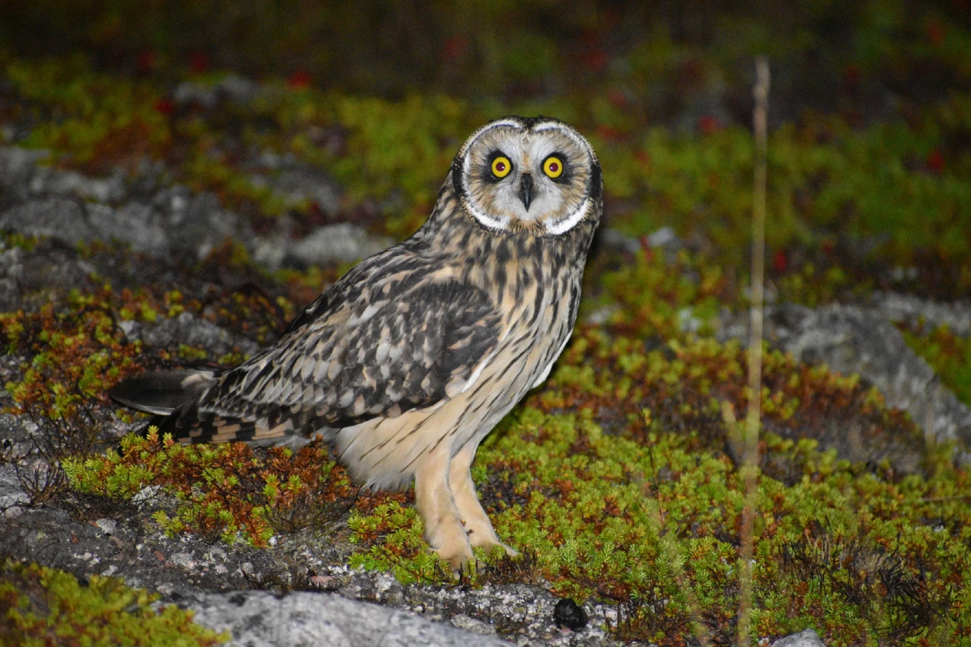 ГОСТЬЯ НА МЕТЕОСТАНЦИИ! 🦉