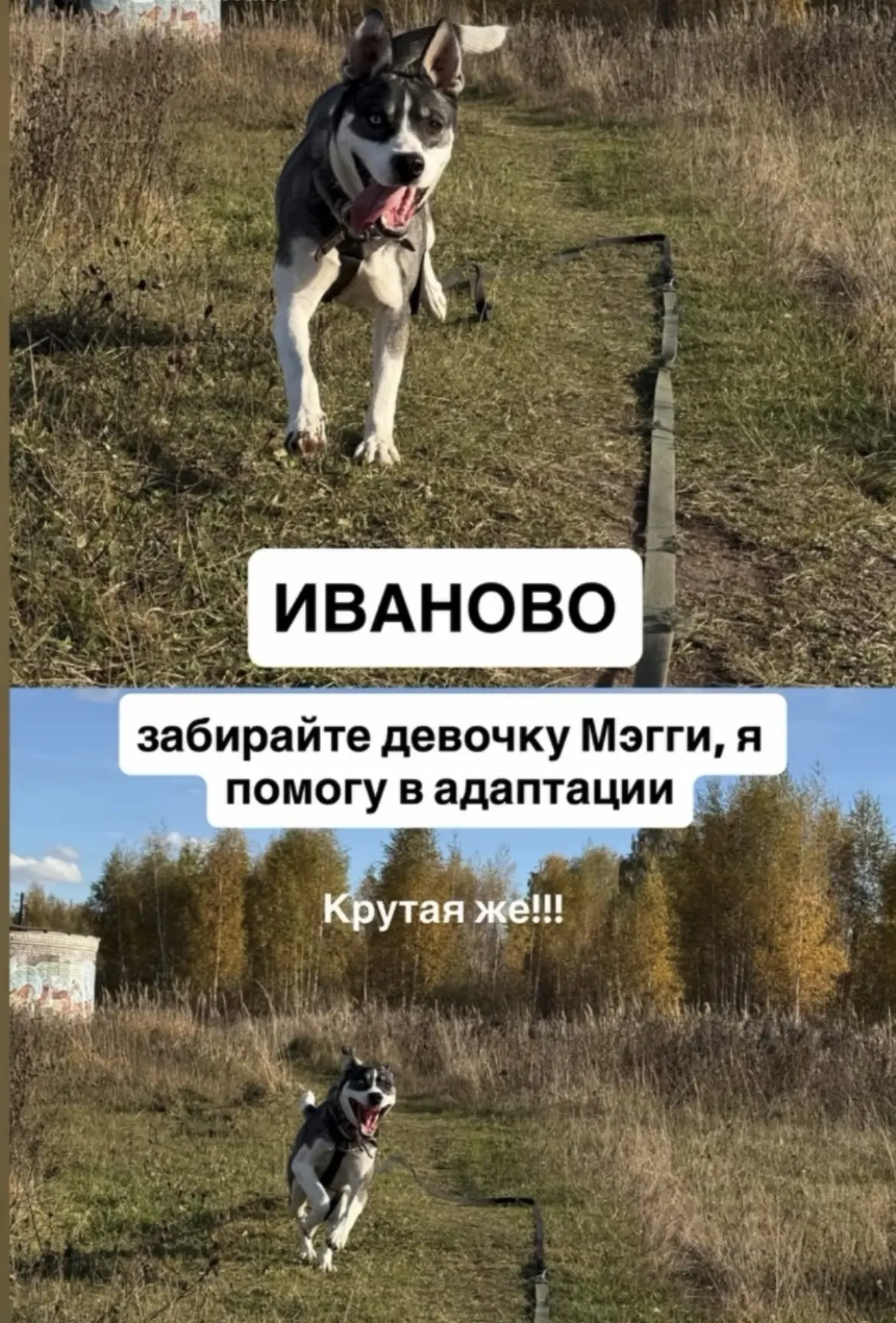Молодая собачка Мэгги и Женя кинолог занимаются. Мэгги ждёт добрые руки .. +7 (920) 346...