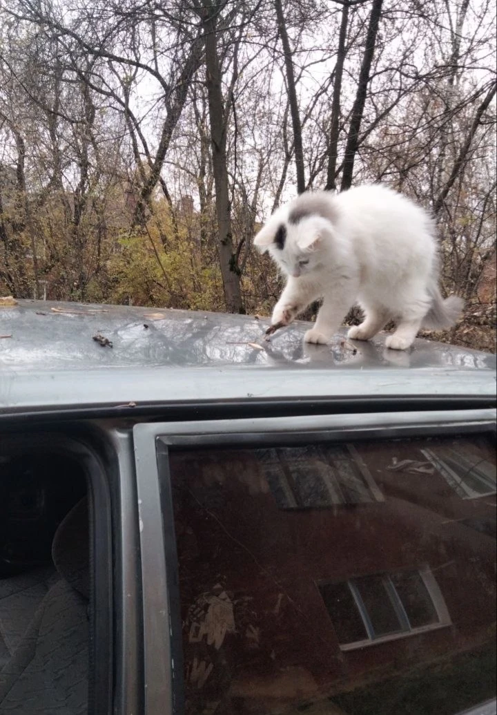 🐾 Никто не терял? На Весенней