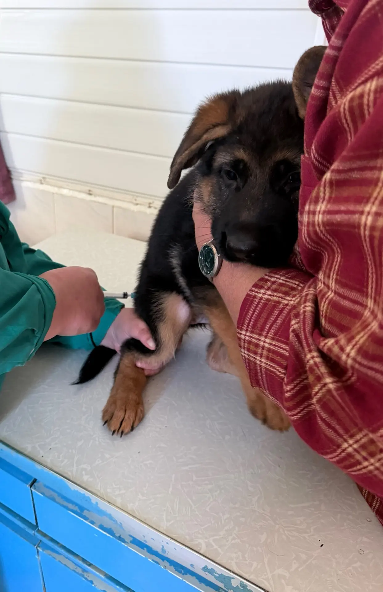 Врачи ГБУ «Светлинское райвет управление» провели вакцинацию щенка🐕‍🦺🐾💉