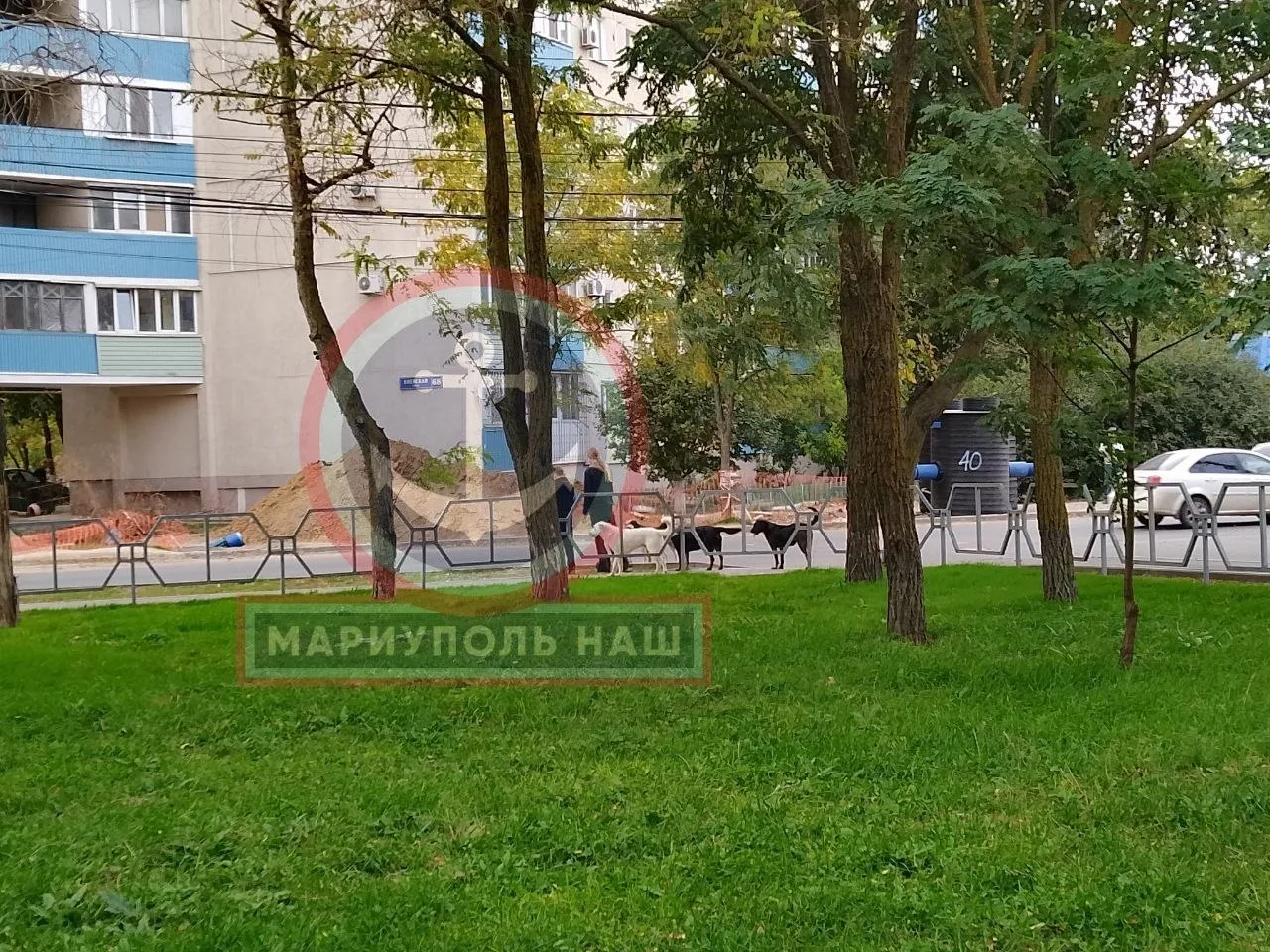 #нампишут Стая собак из 6 шт побежала от Деликатеса в сторону Киевская 68, примите меры...