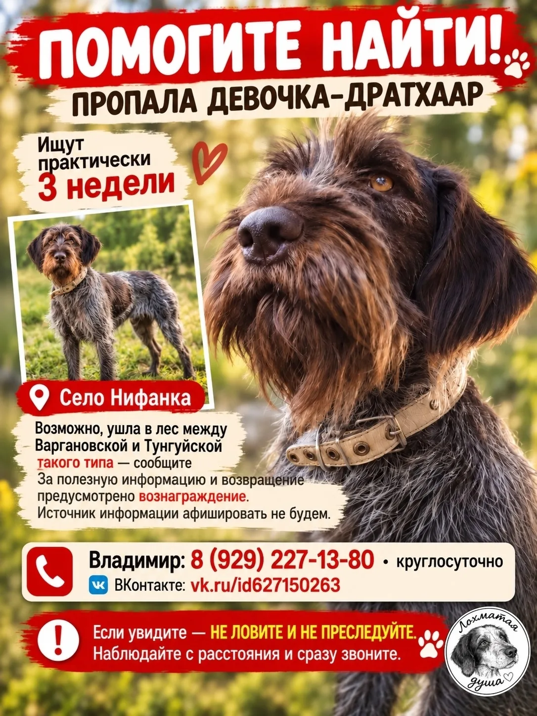 💔🐾 ПОМОГИТЕ НАЙТИ ДЕВОЧКУ-ДРАТХААРА!
