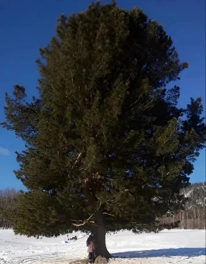🌲 Царь кедр!