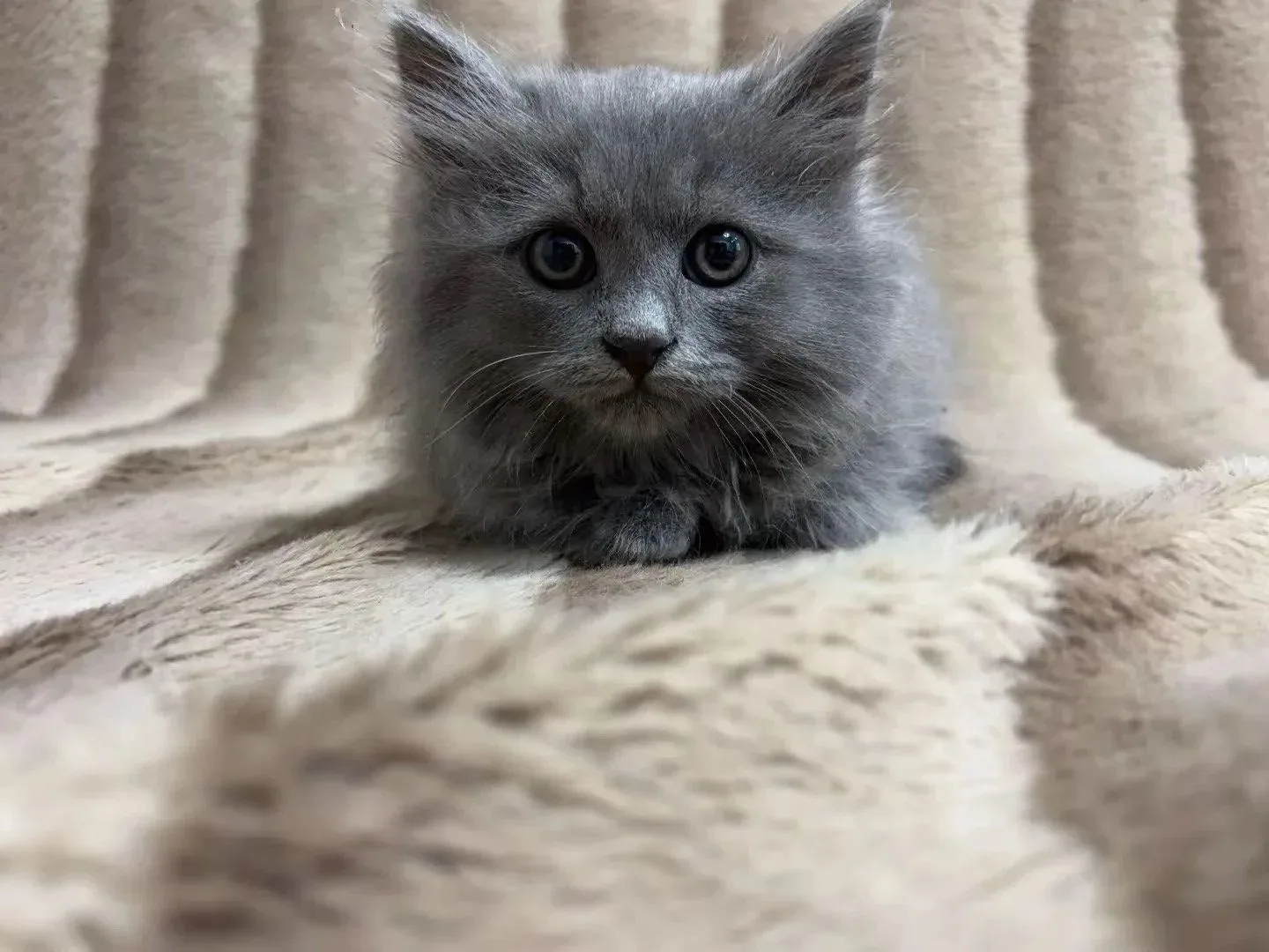 🥹💗 Друзья, случилось настоящее чудо! Наша маленькая тучка обрела свой дом!