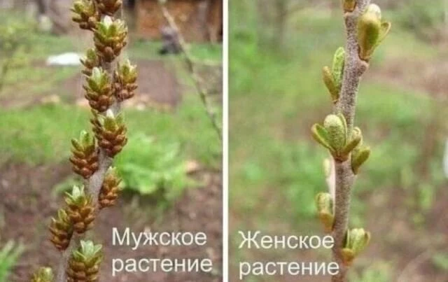Немного про облепиху