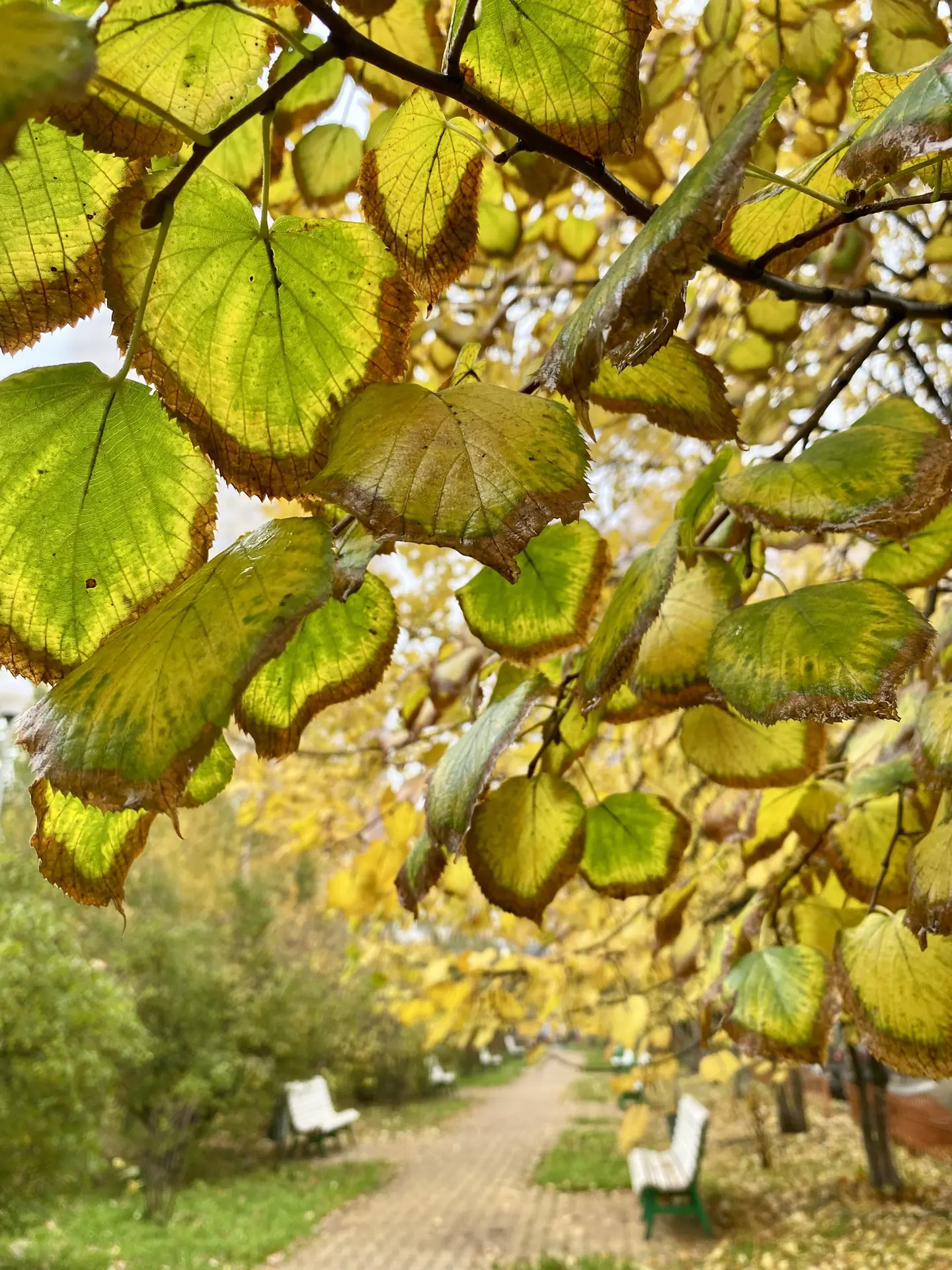🍁🍀 The middle of the leaves is green, then it fades into yellow, and the edges are br...