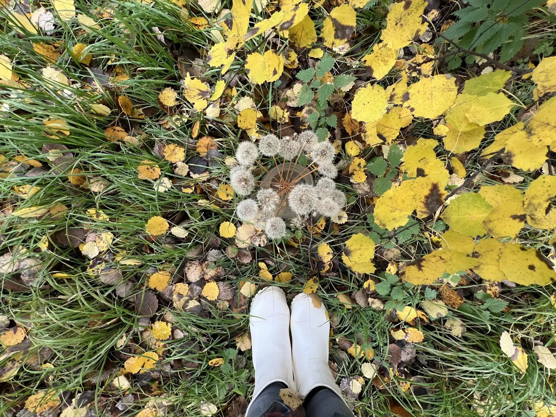🌼 Одуванчиковое настроение этой осенью