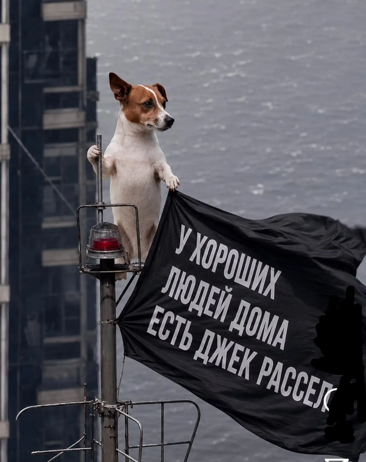 А у вас есть Джек Рассел?