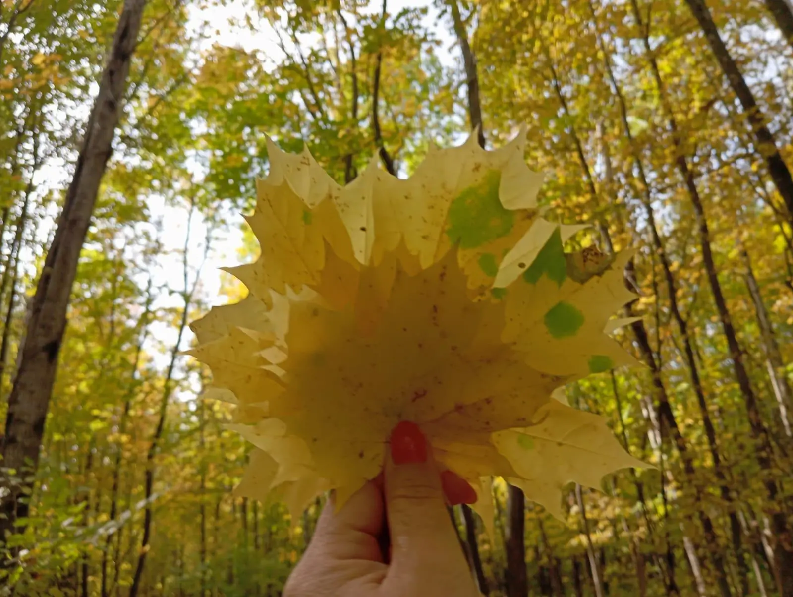 Доброе утро, Нурлат! ☀️🍁