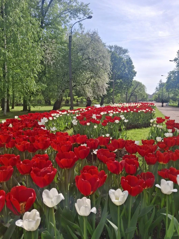 Тюльпановая река.