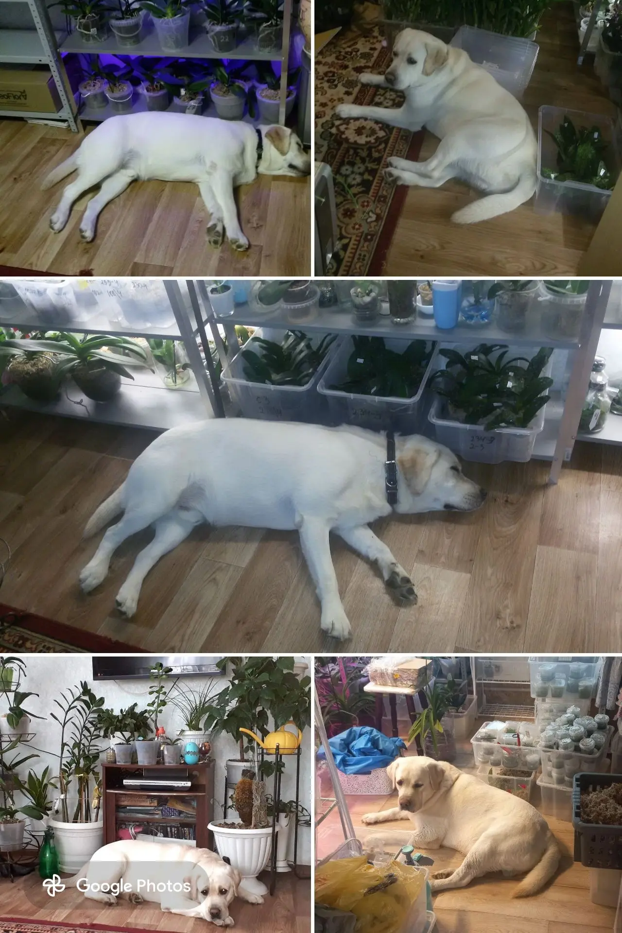 Мой любимый король с рождения в цветах😁