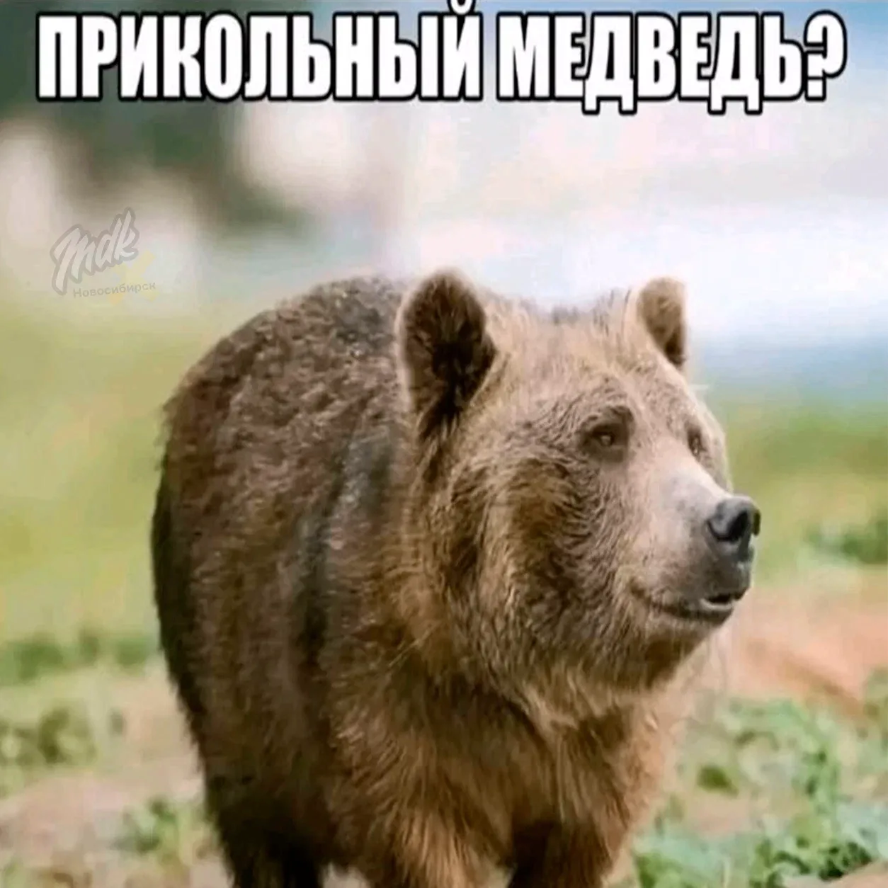 Медведь напал на 15-летнего чела на Алтае, но зверя отпугнул взорвавшийся телефон