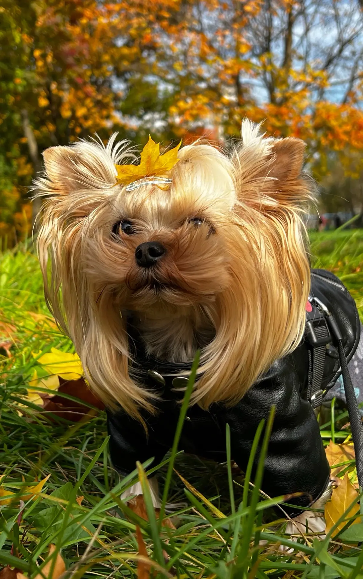 Сегодня супер осенний день 🍁