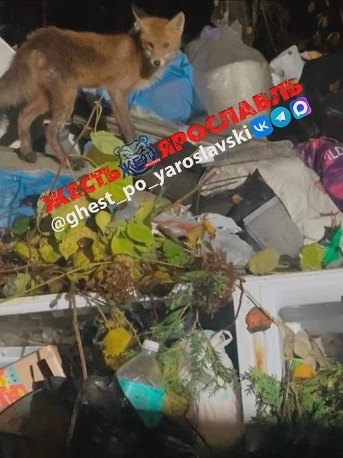 Мусор месяц не вывозят в Заволге