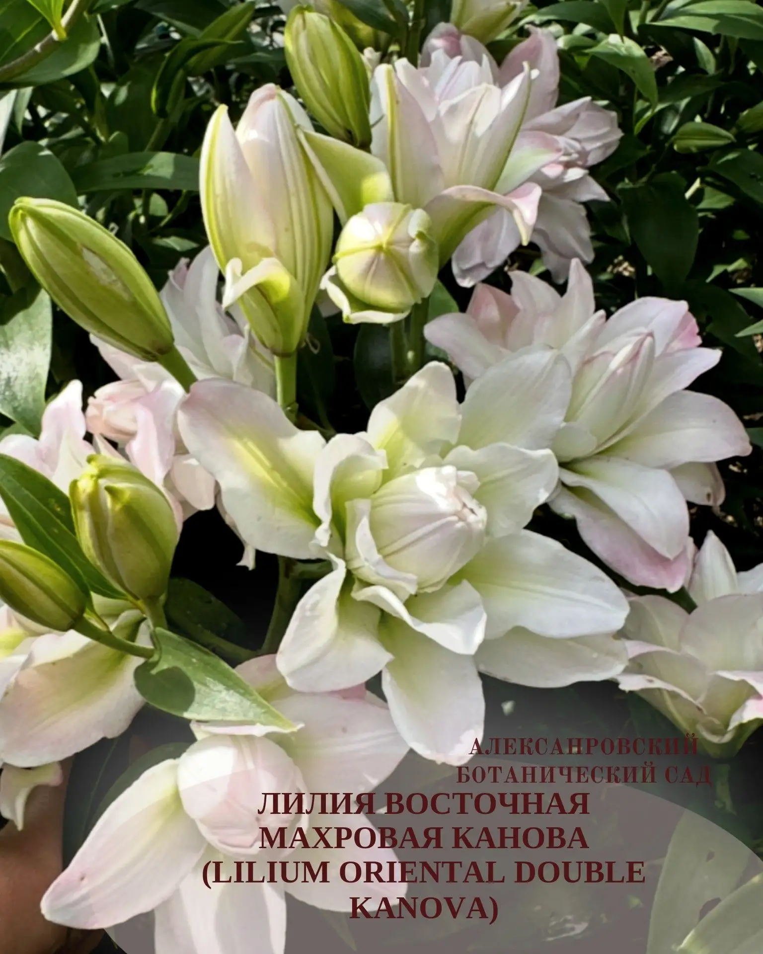 Лилия восточная махровая Канова (Lilium oriental double Kanova)