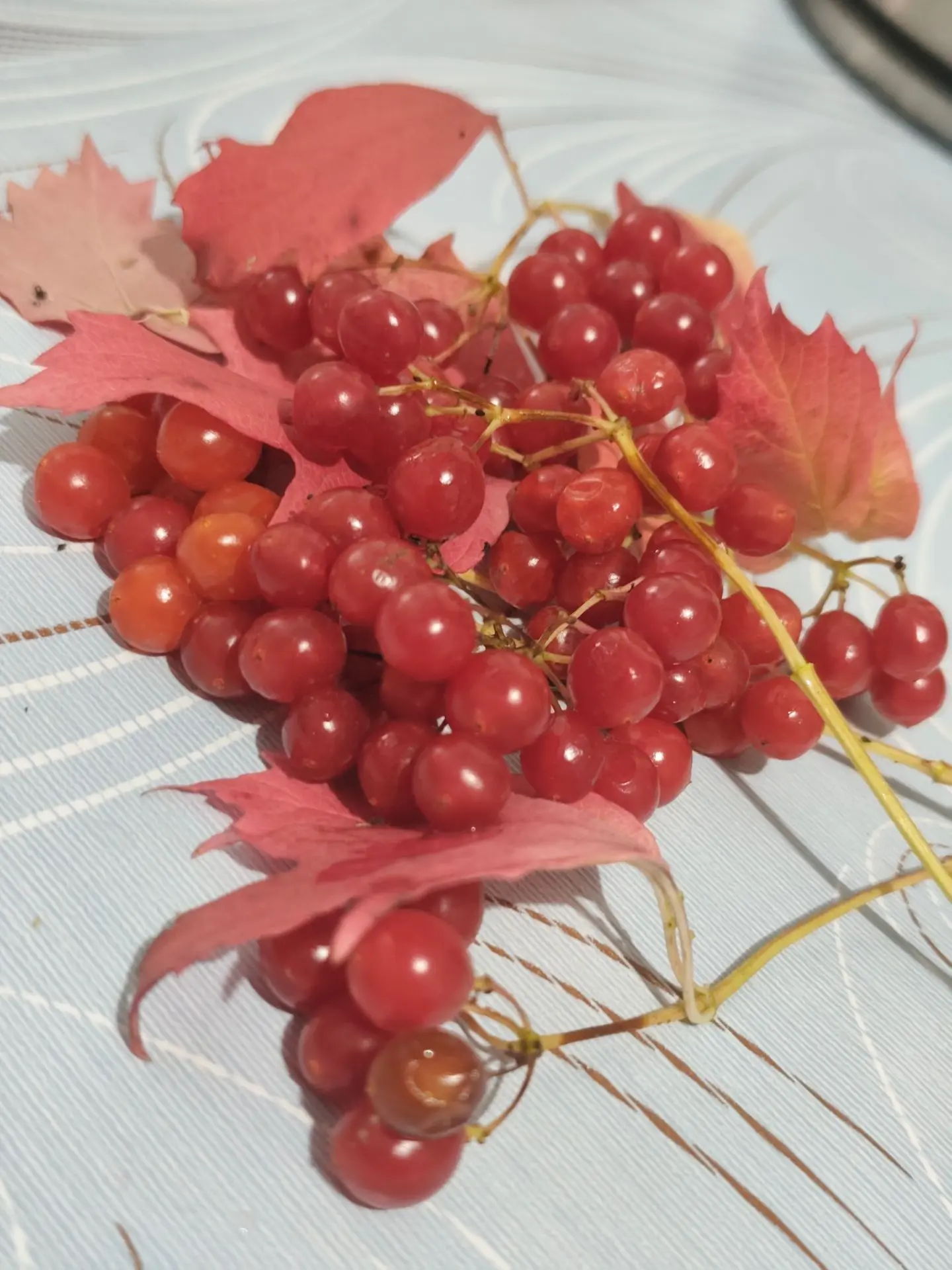Чай из калины — это не только вкусный, но и очень полезный напиток. Правда, есть и огра...