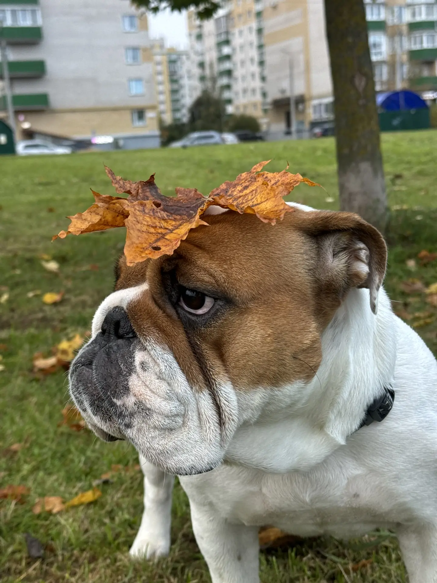 Доброе утро! 🍂🐾