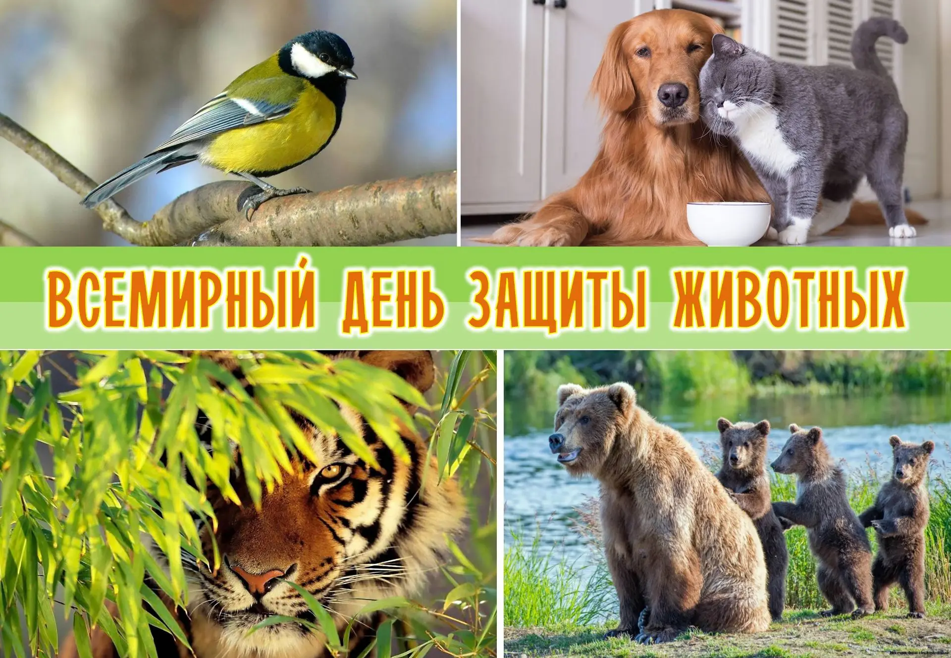 4 октября отмечается Всемирный день защиты животных. Этот праздник призван привлечь вни...