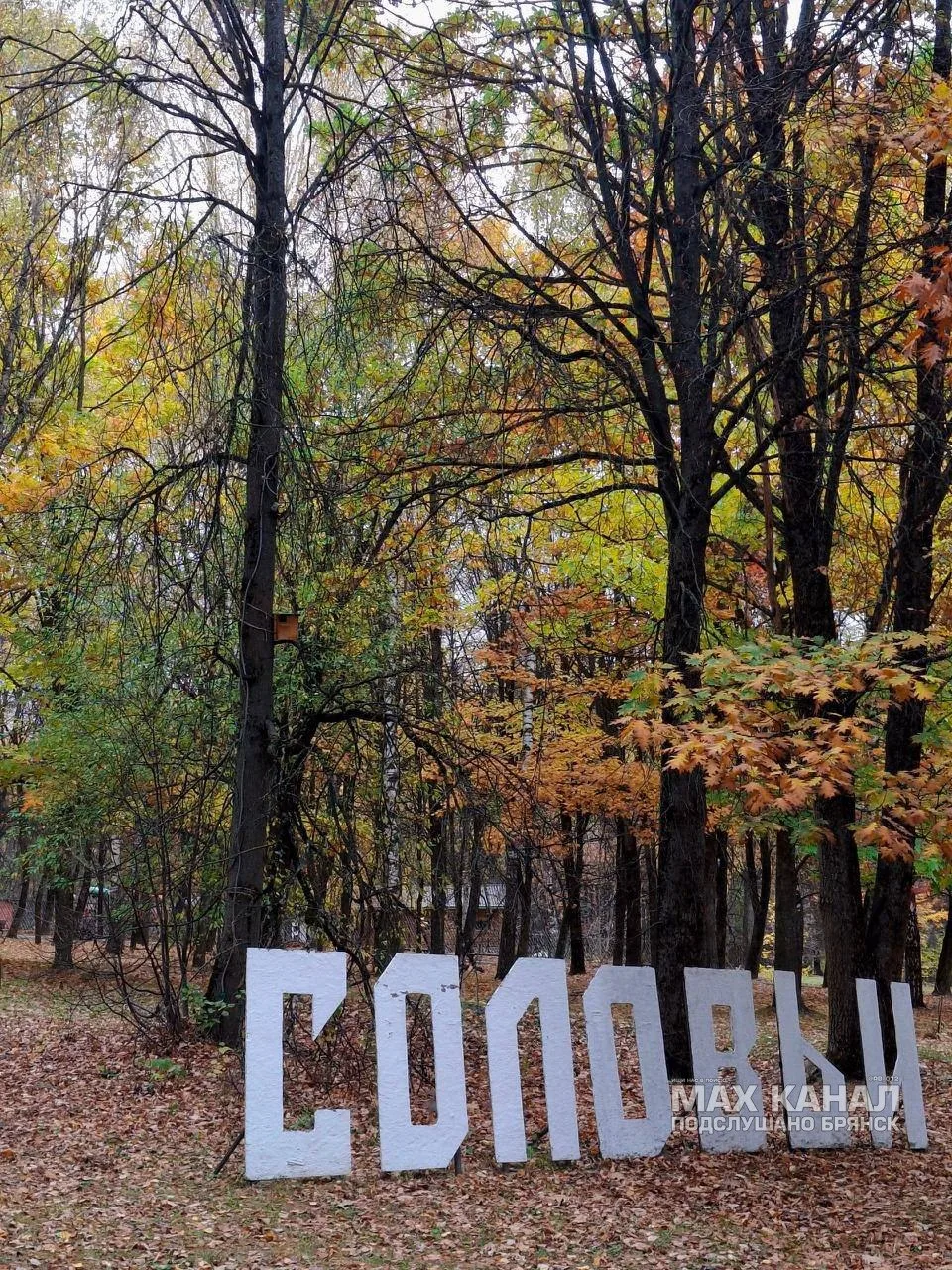 Осень в Соловьях 🍁