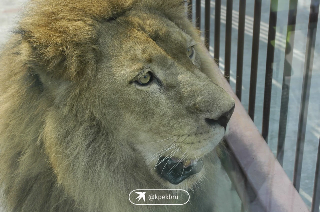 🦁 Львице Мире после смерти Эрни ищут нового жениха