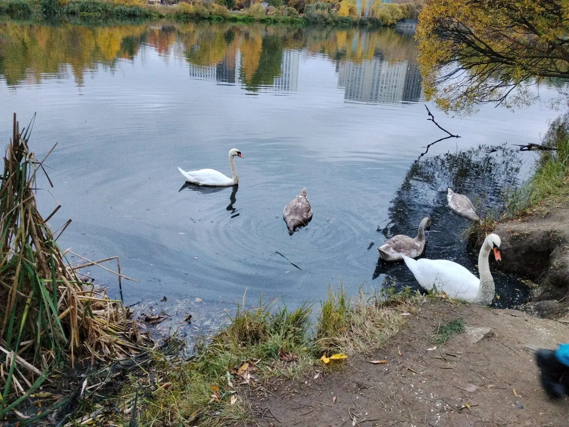 🦢 «Птиц жаль!» Обитатели Мытищ обеспокоены состоянием воды в Центральном парке Мира
