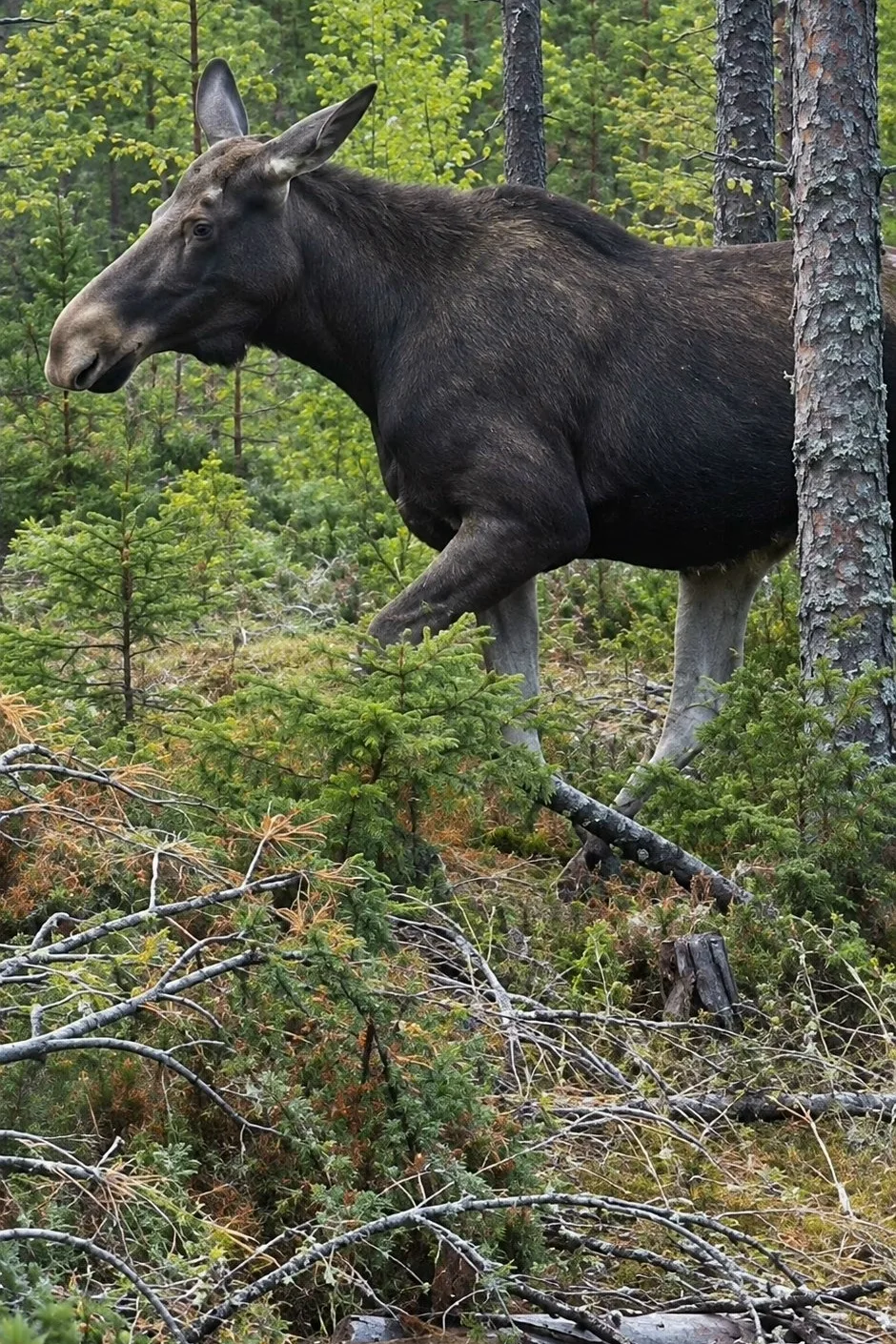 🫎🌲 В нашем регионе замечен настоящий лесной красавец!