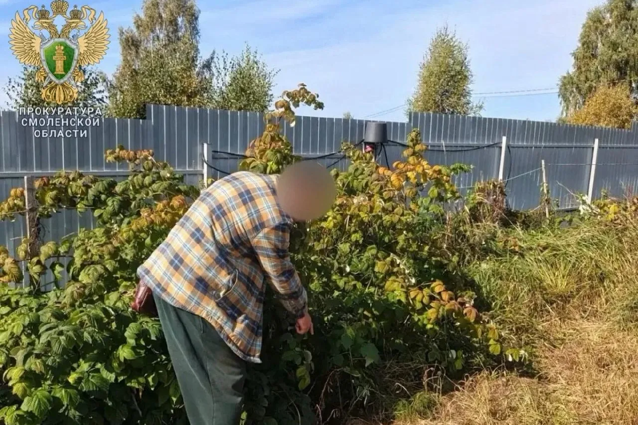 🌿🚔 Прокуратура изъяла с участка 53-летнего смолянина больше пяти кило конопли. Дело ж...