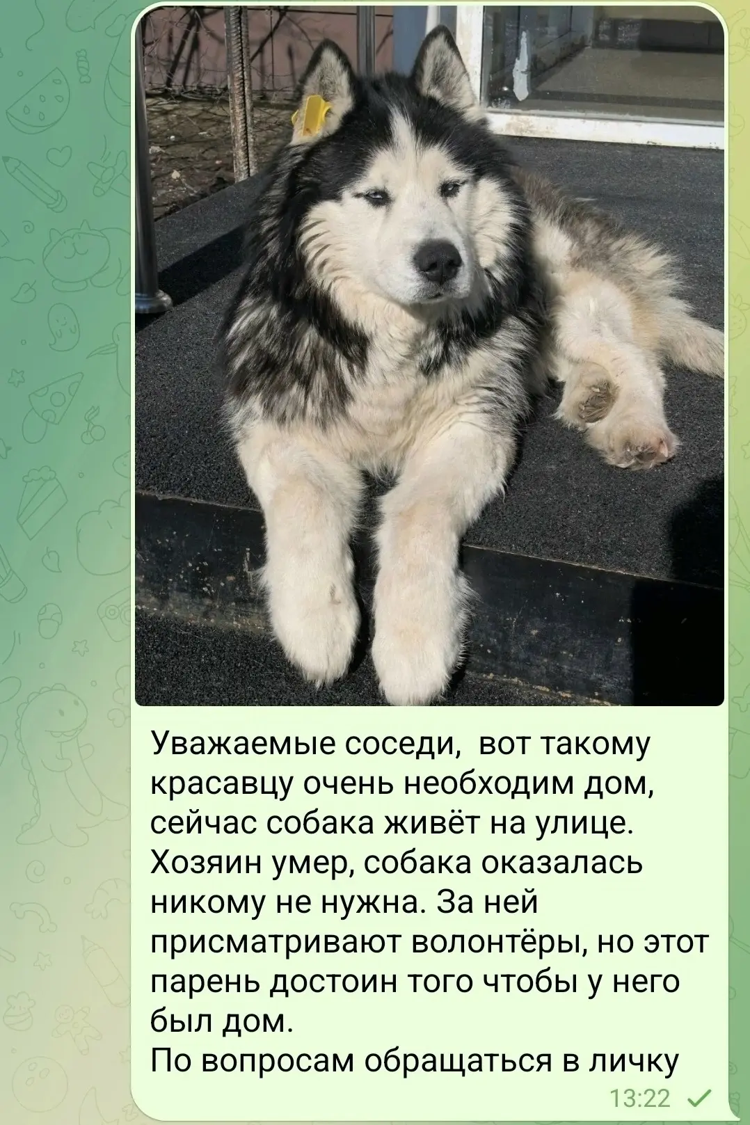Добрый день 😊Вот такой парень ищет дом, сейчас находится на передержке, прошёл курс ле...