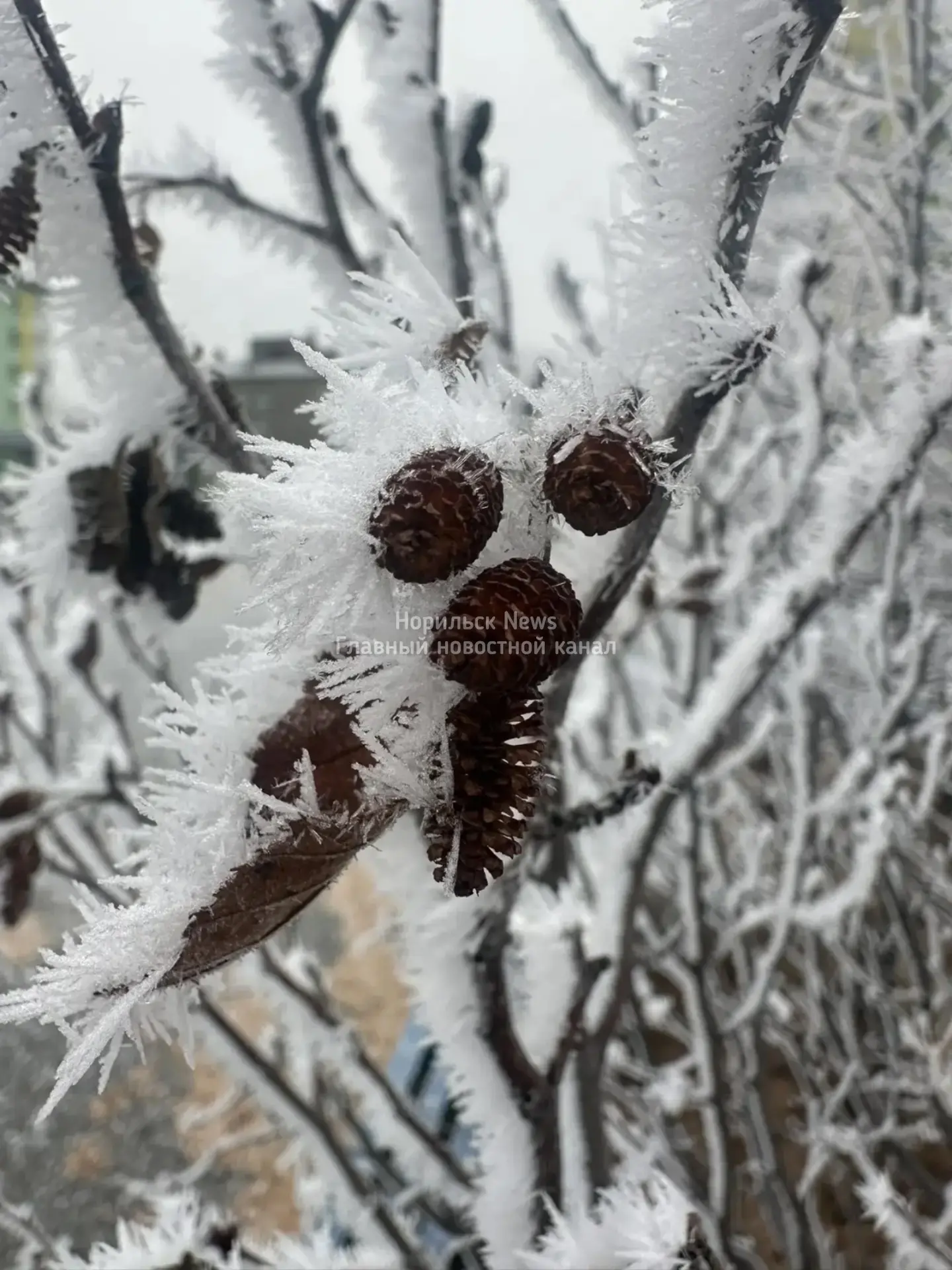 Серебряная осень в Талнахе ❄️