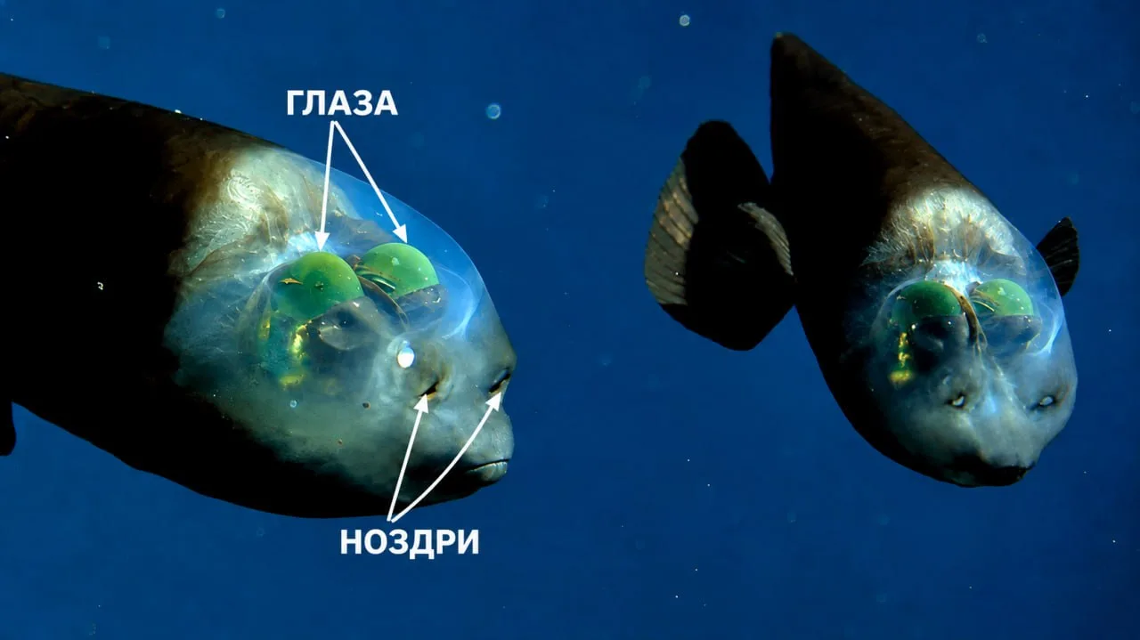 🐟💦 Прозрачная голова и глаза внутри: как живёт самая странная рыба океана